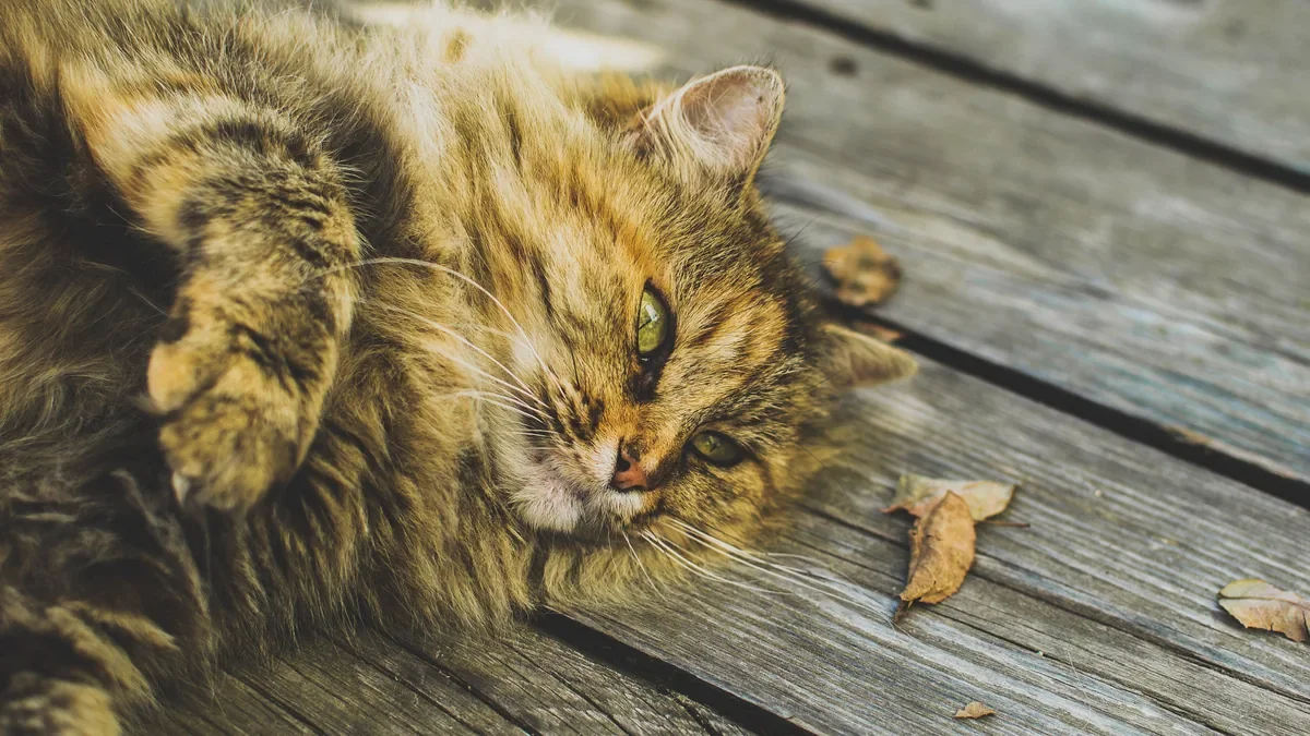 Long-haired tabby cat lying on weathered wooden boards