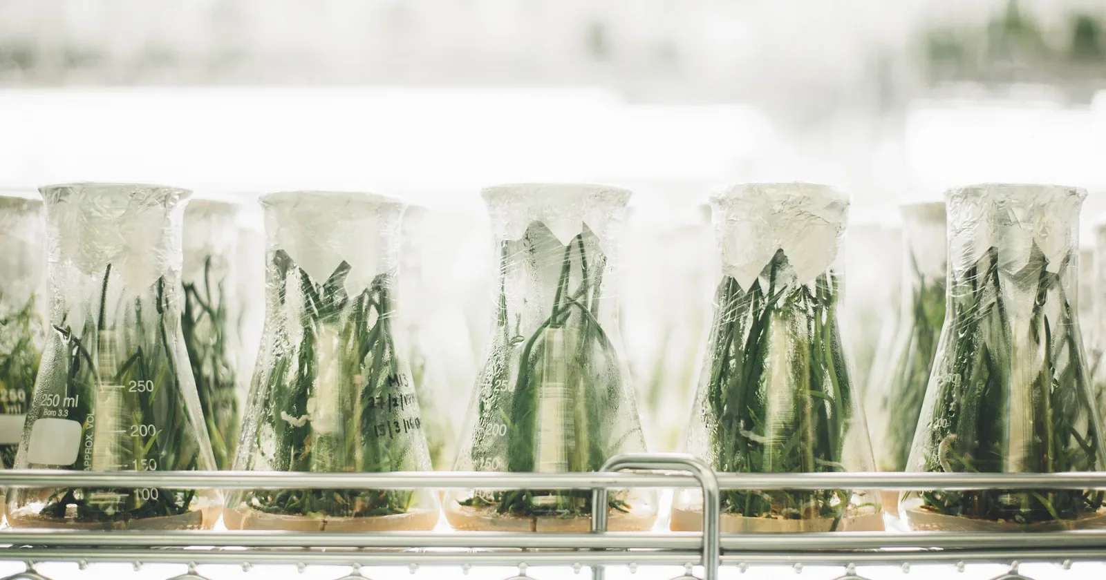Rows of green plant cultures in glass beakers on a laboratory shelf