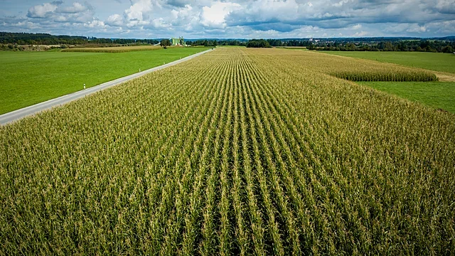 Rows of corn under a cloudy sky