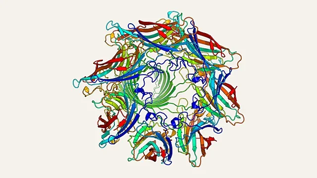 Ribbon render of a heptameric membrane pore protein (PDB 7AHL)