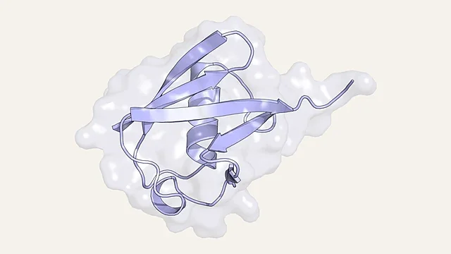 Ribbon render of ubiquitin inside a translucent molecular surface (PDB 1UBQ)