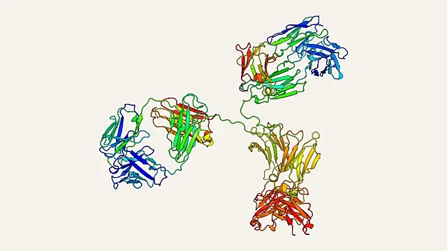 Ribbon render of a complete IgG antibody structure (PDB 1IGT)