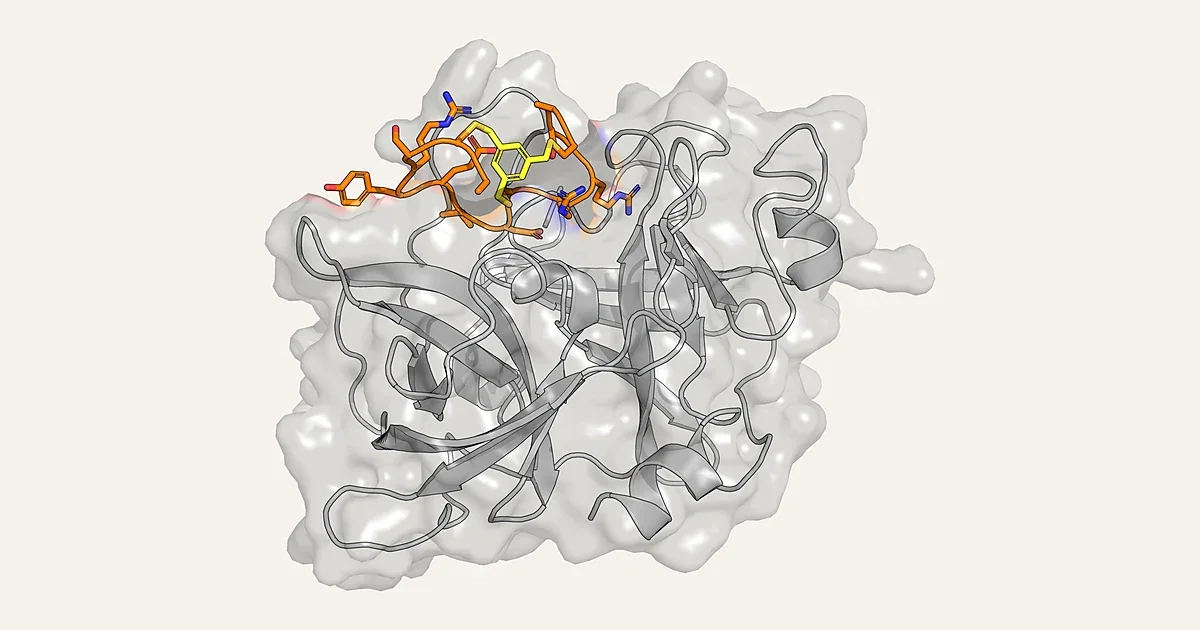 A bicyclic peptide, shown in orange sticks, bound to its protease target (PDB 3QN7)