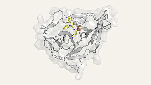 Ribbon render of the Zika virus NS2B-NS3 protease with a bound inhibitor in sticks (PDB 5LC0)