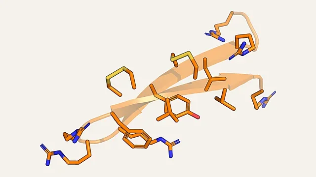 Stick and ribbon render of the beta-hairpin antimicrobial peptide protegrin-1 (PDB 1PG1)
