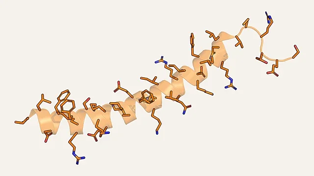Stick and ribbon render of the helical antimicrobial peptide LL-37 (PDB 2K6O)