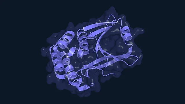 Ribbon render of the de novo designed cysteine protease Gawi-09 inside a translucent surface (PDB 9YOX)