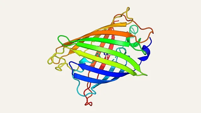 Ribbon render of the green fluorescent protein beta-barrel (PDB 1EMA)
