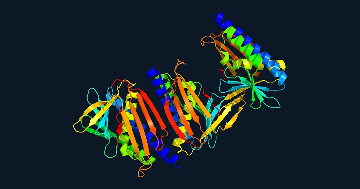 Ribbon render of three copies of the designed cysteine protease Dokki-15 (C100A variant) in the crystal (PDB 9YNL)