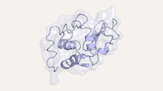 Ribbon render of hen egg-white lysozyme in a translucent surface (PDB 1LYZ)