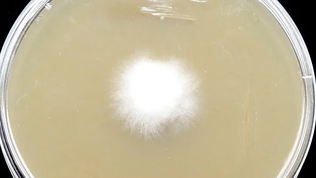 Colony of the fungus Fusarium oxysporum on an agar culture plate