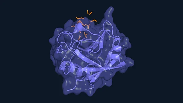 Cyclic peptide cyclosporin bound in the pocket of cyclophilin A (PDB 1CWA)
