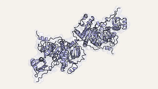 Ribbon render of the PheA adenylation domain of a non-ribosomal peptide synthetase (PDB 1AMU)