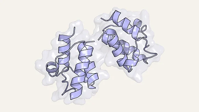 Ribbon render of an acyl carrier protein (PDB 2FAE)