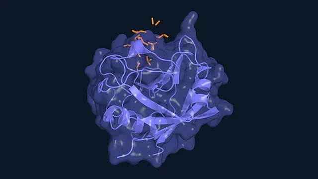 Cyclic peptide cyclosporin bound in the pocket of cyclophilin A (PDB 1CWA)