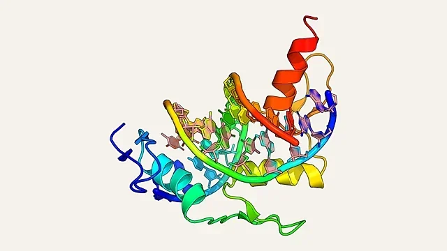 Zinc-finger protein domains wrapped around a DNA helix (PDB 1AAY)