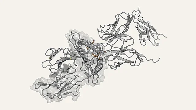 Peptide antigen, in orange sticks, held in the groove of an HLA protein (PDB 1AO7)