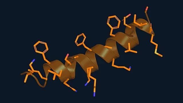 Stick and ribbon render of the antimicrobial peptide magainin 2 (PDB 2MAG)