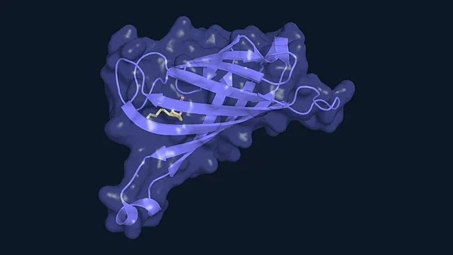 Streptavidin with bound biotin shown in sticks (PDB 1STP)