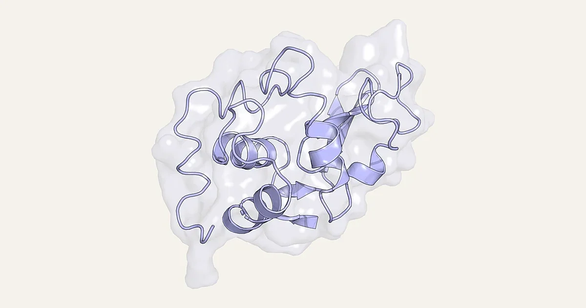Ribbon render of hen egg-white lysozyme in a translucent surface (PDB 1LYZ)