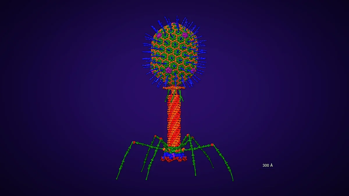 Atomic-resolution 3D structure of a T4 bacteriophage on a dark background