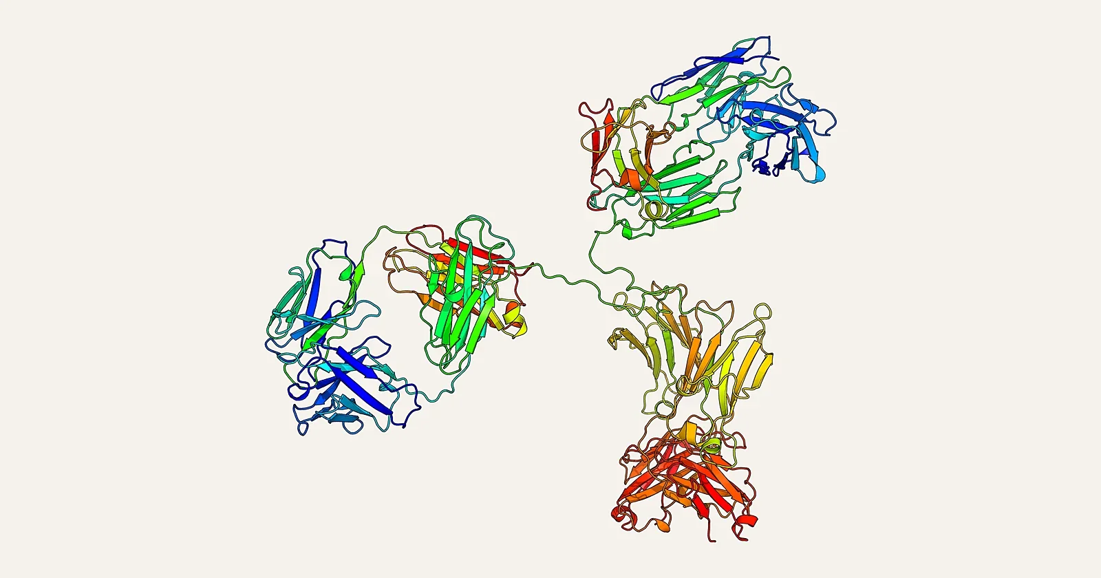 Ribbon render of a complete IgG antibody structure (PDB 1IGT)