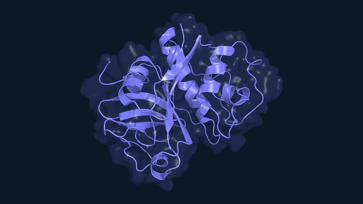 Ribbon render of the natural cysteine protease papain inside a translucent surface (PDB 9PAP)