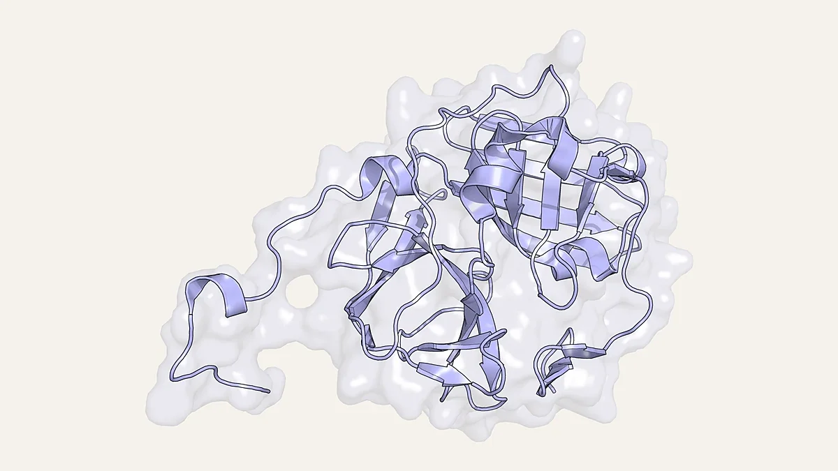 Ribbon render of the tobacco etch virus cysteine protease inside a translucent surface (PDB 1LVM)