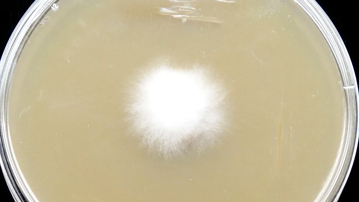 Colony of the fungus Fusarium oxysporum on an agar culture plate