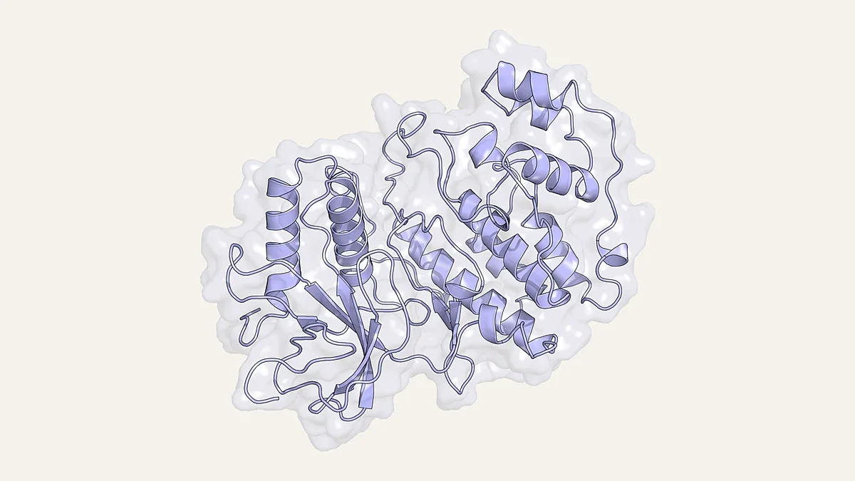 Ribbon render of the phosphorylated MAP kinase ERK2 inside a translucent surface (PDB 2ERK)