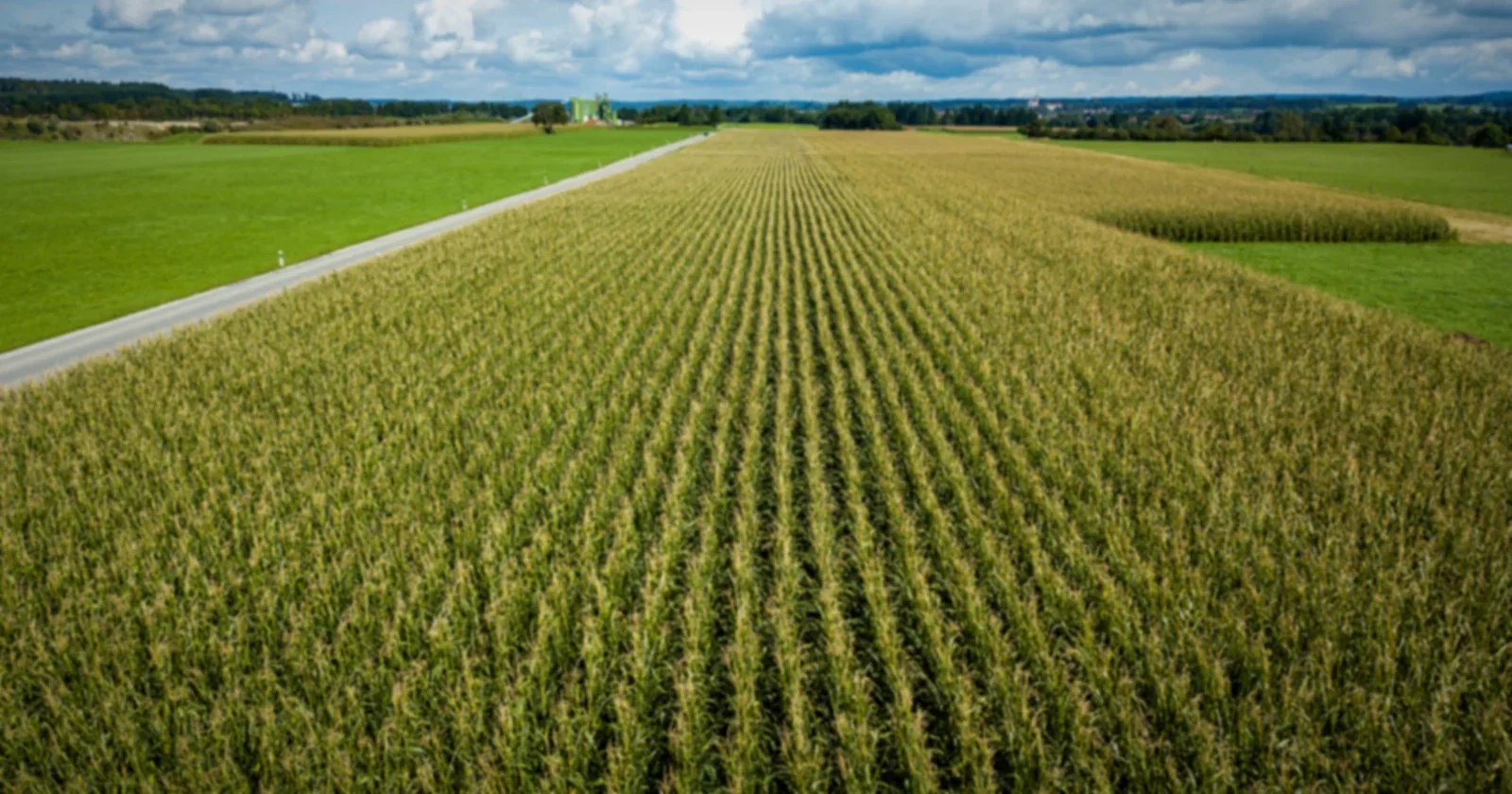 Rows of corn stretching to the horizon under a cloudy sky