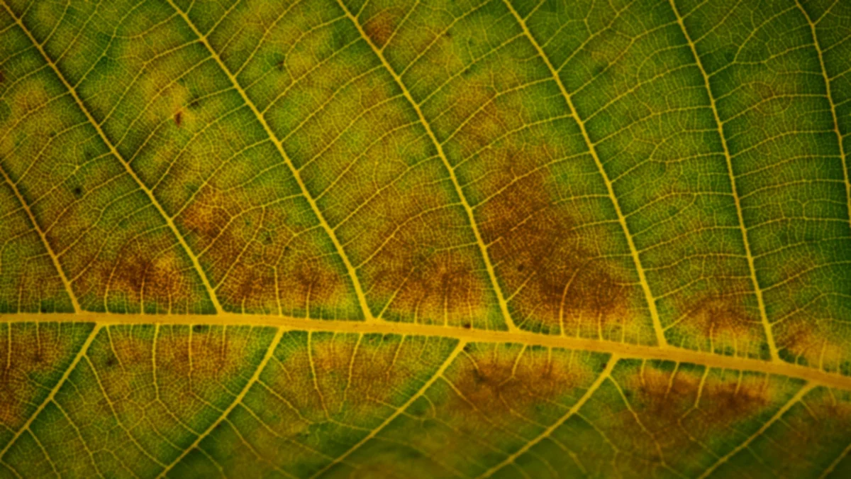 Macro of veins on a bright green leaf