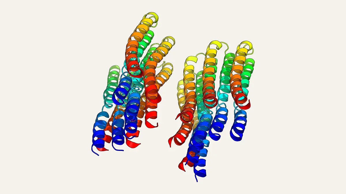 Side-view ribbon render of the ten-subunit c-ring of yeast ATP synthase (PDB 4F4S)