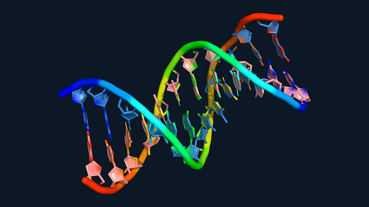 Double-stranded B-DNA helix with base pairs shown in sticks (PDB 1BNA)