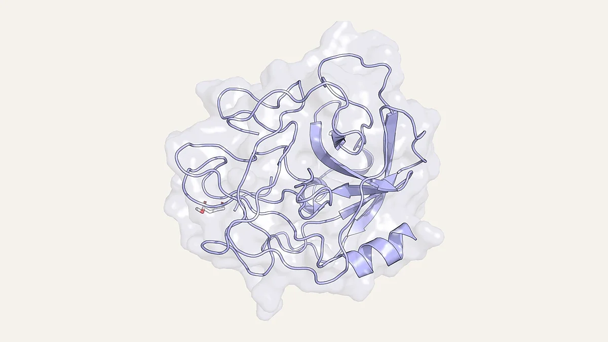 Ribbon render of human neutrophil elastase inside a translucent surface (PDB 1HNE)