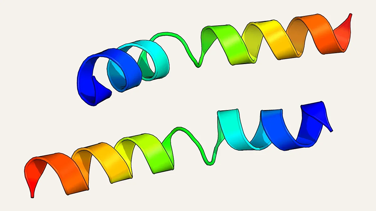 Ribbon render of two melittin peptide helices (PDB 2MLT)