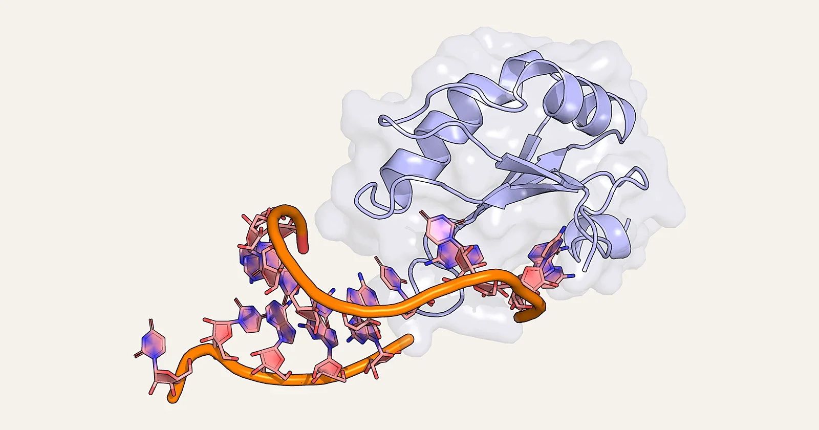 Ribbon render of the RNA-binding protein U1A gripping an RNA hairpin (PDB 1URN)