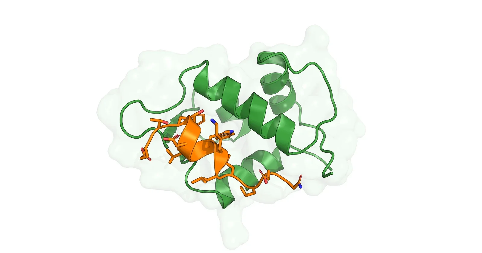 Ribbon render of a short peptide (orange) bound in a groove of a protein (green), PDB 1YCR