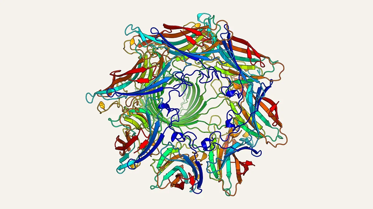 Ribbon render of a heptameric membrane pore protein (PDB 7AHL)
