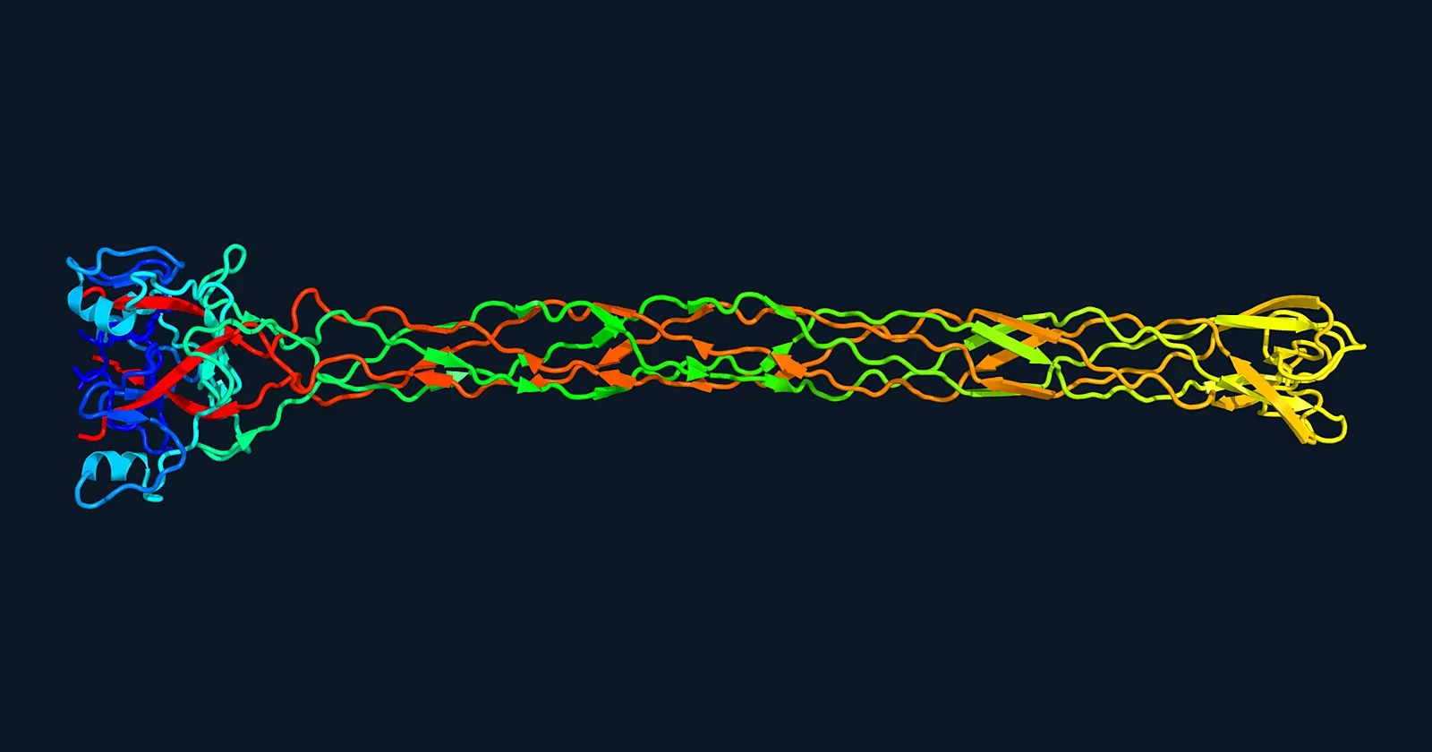 Ribbon render of the receptor-binding tip of the bacteriophage T4 long tail fibre (PDB 2XGF)