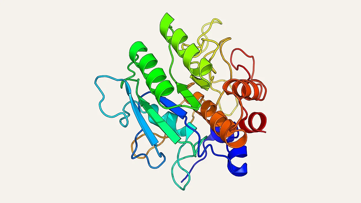 Ribbon render of the bacterial protease subtilisin (PDB 1SBT)