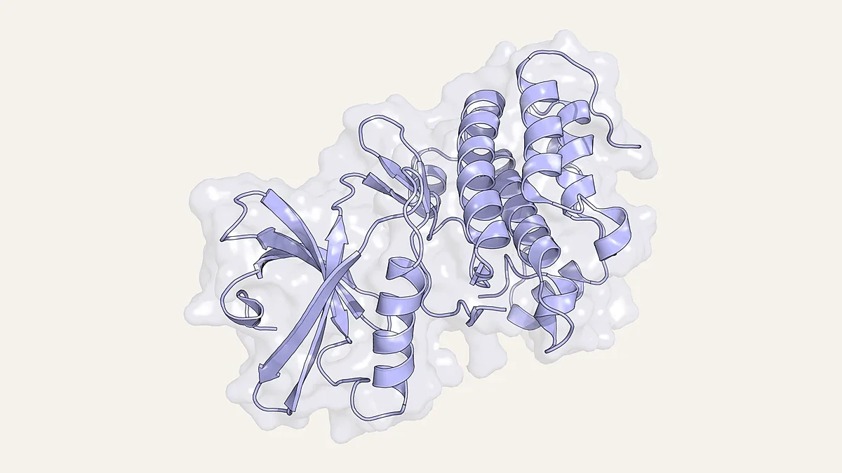 Ribbon render of the serine/threonine protein kinase domain of PknB inside a translucent surface (PDB 1MRU)