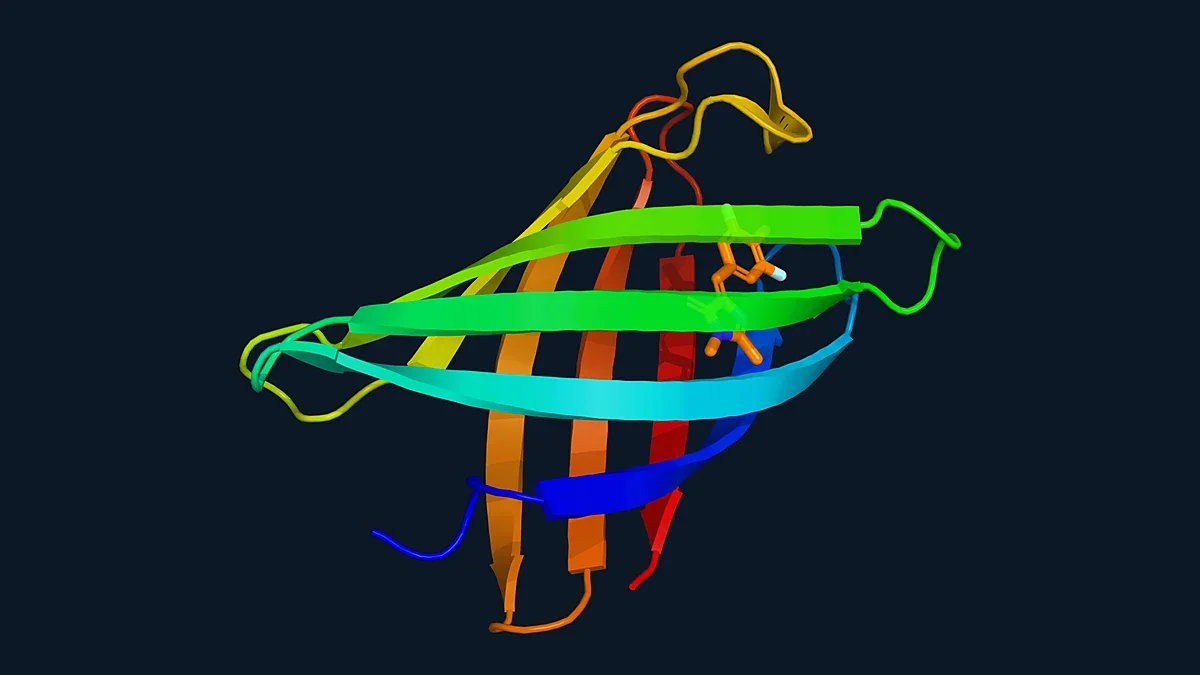 Ribbon render of the de novo designed beta-barrel protein mFAP0 with the bound chromophore DFHBI in orange sticks (PDB 6CZH)