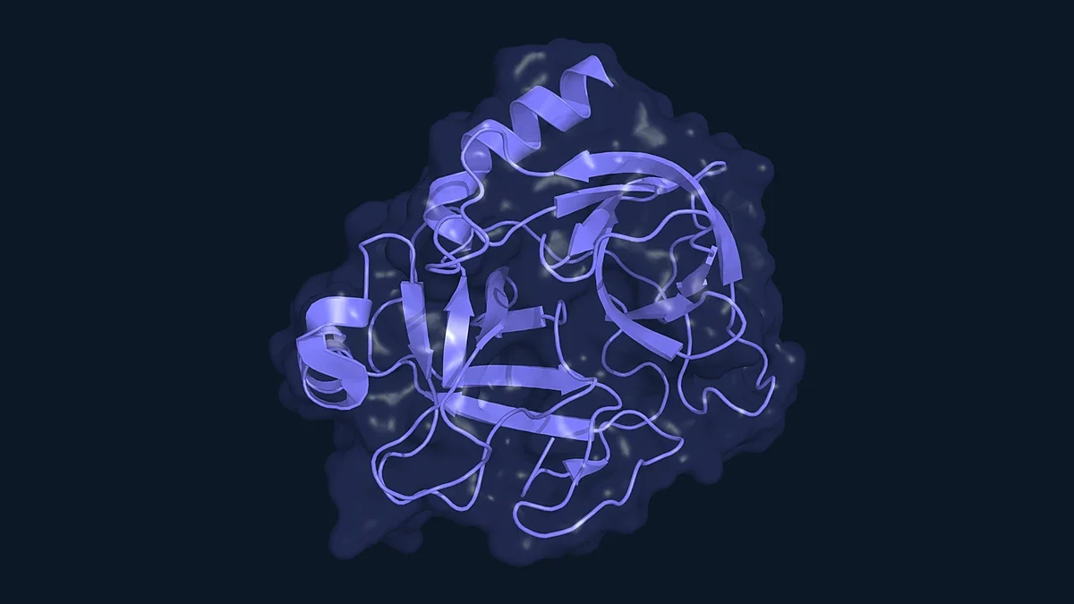Ribbon render of the protease trypsin inside a translucent surface (PDB 2PTN)