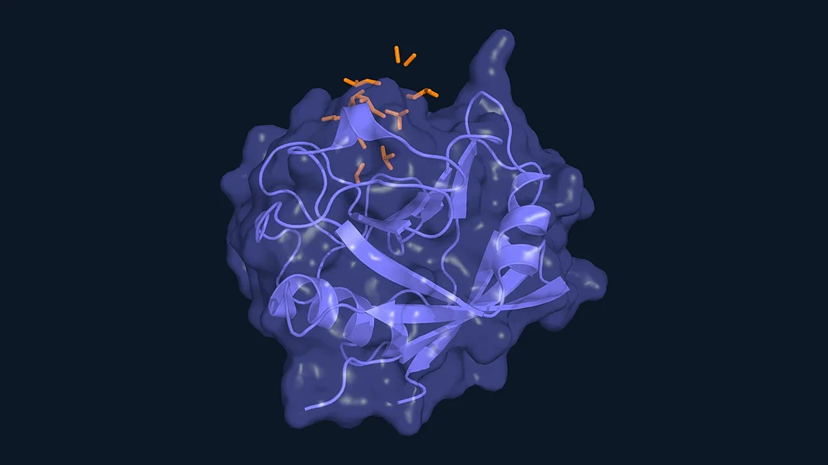 Cyclic peptide cyclosporin bound in the pocket of cyclophilin A (PDB 1CWA)