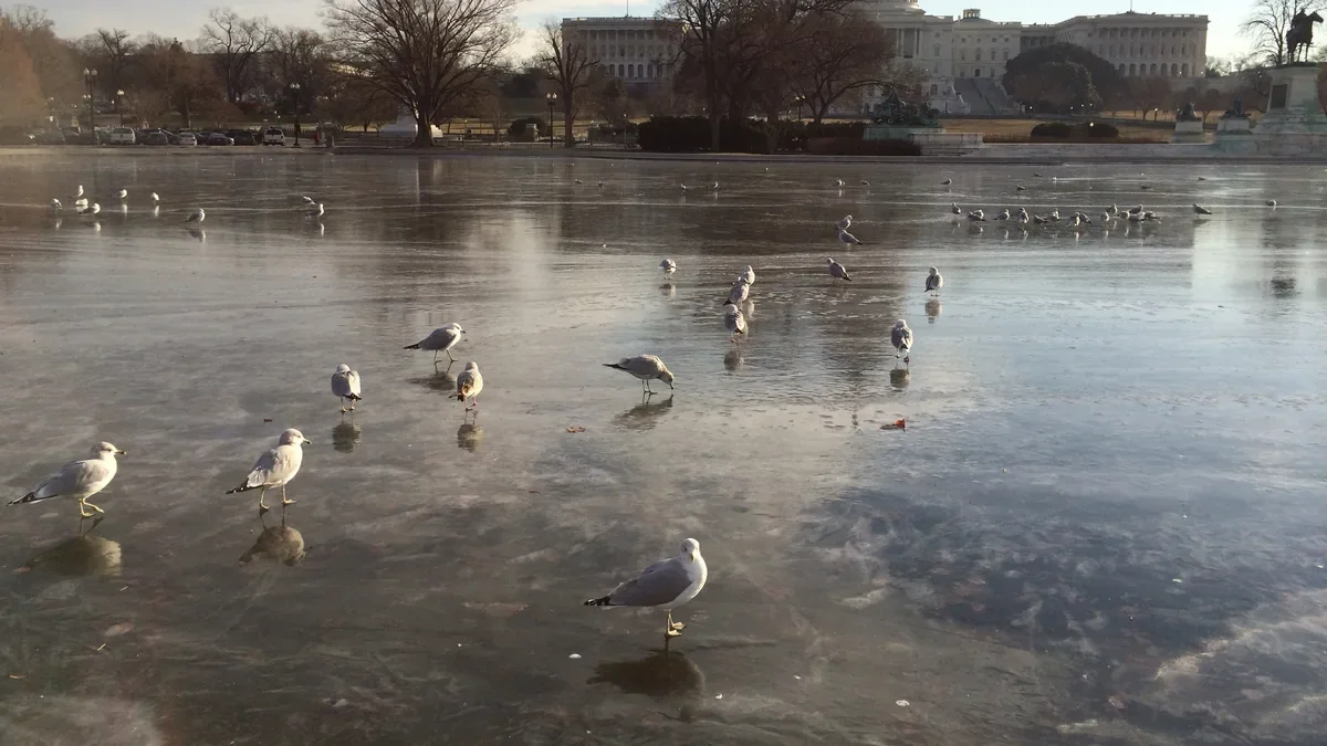 Gulls standing on the frozen Capitol Reflecting Pool with the Capitol behind