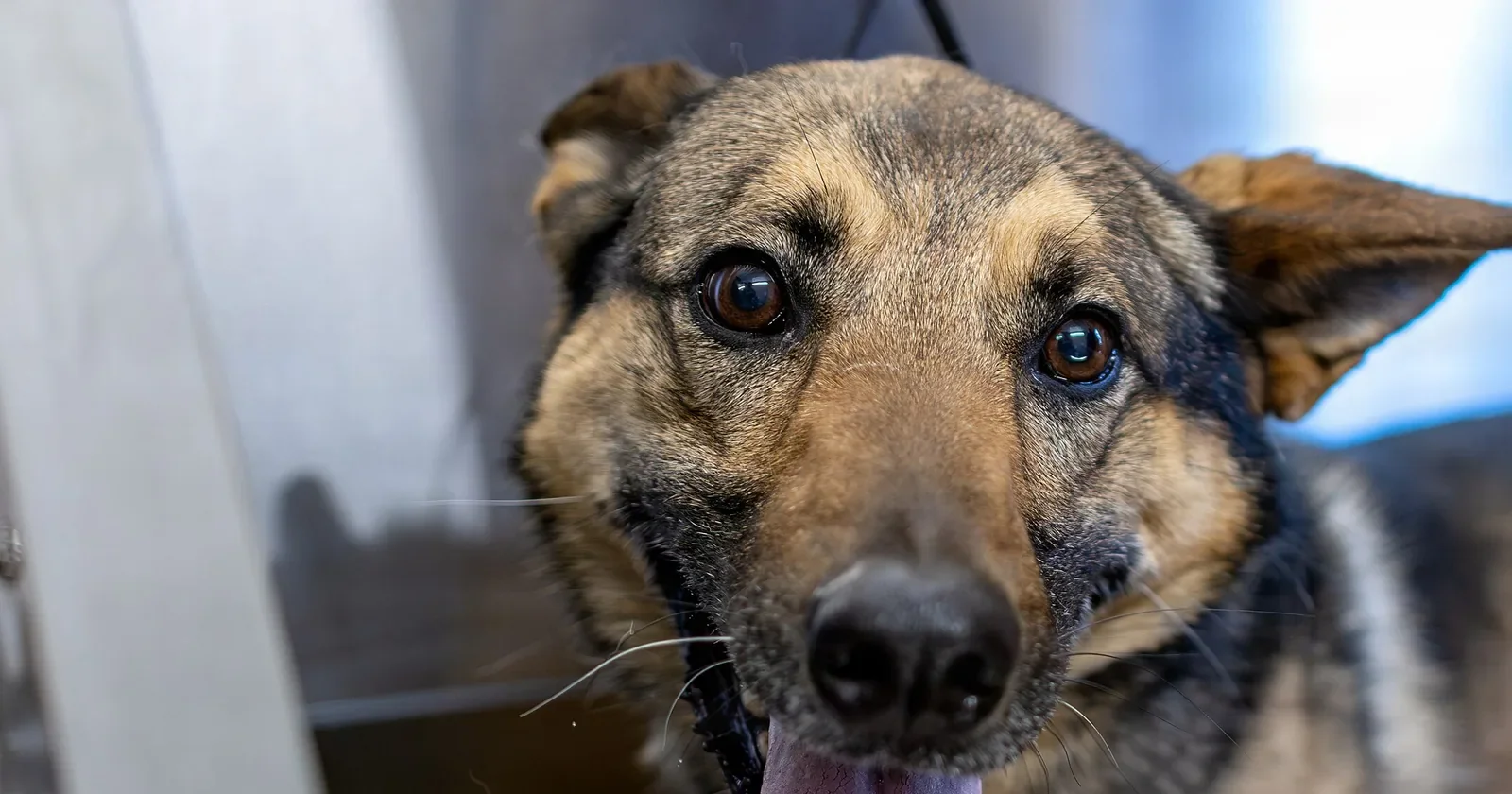 German shepherd standing in a grooming tub at a dog spa